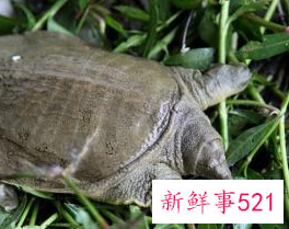 甲鱼的营养价值和功效