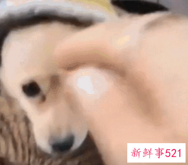 做了一个春梦好真实会不会真的