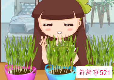 为什么室内种菜长不大