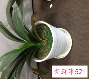 君子兰叶子尖发黄怎么办