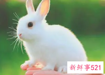 念念不忘是什么生肖