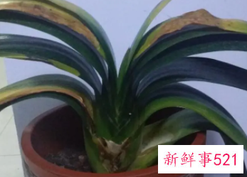 君子兰叶子尖发黄怎么办