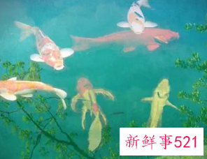 多大的锦鲤就有了灵性