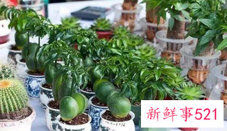 象征家庭幸福美满的植物