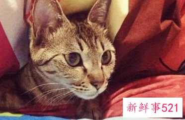 梦见大黄猫追我是什么意思