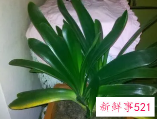 君子兰叶子尖发黄怎么办