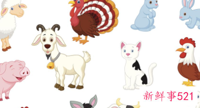 念念不忘是什么生肖