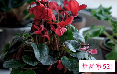 蟹爪兰风水摆放禁忌