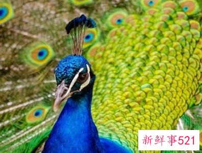 西方孔雀寓意什么意思