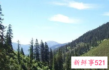 梦见松树林是什么意思