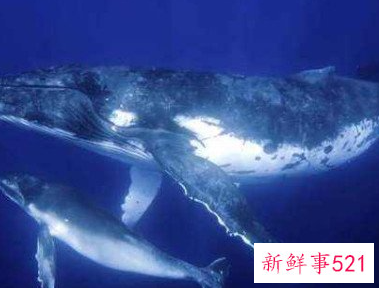 鲸鱼宝宝刚出生多大