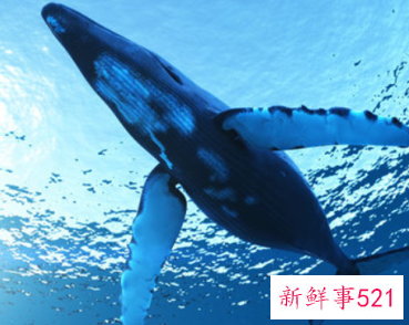 鲸鱼宝宝刚出生多大