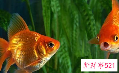 养鱼要用什么水才不会死