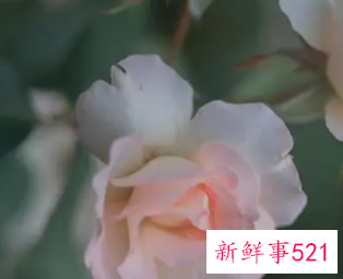 如何让双子座对你着迷