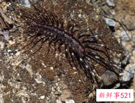 蚰蜒出现在卧室怎么办