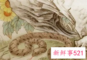 属蛇男人喜欢的女人