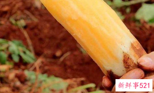 雪莲果有哪些功效与作用