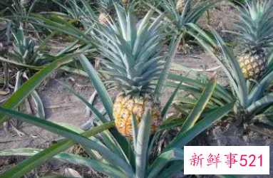 菠萝的药用价值