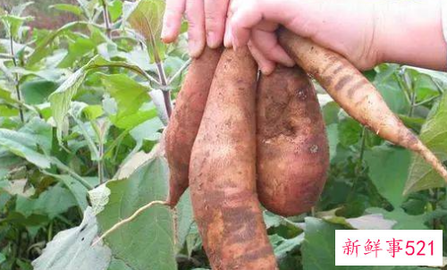 雪莲果有哪些功效与作用