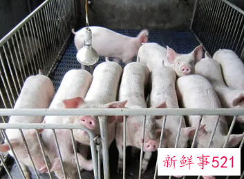 猪价尚未出现向上拐点详情