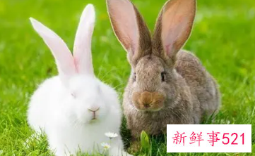 属兔财运好的微信名字