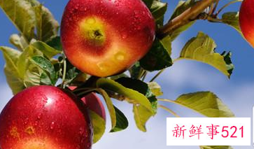 中午吃什么水果可以代替午饭