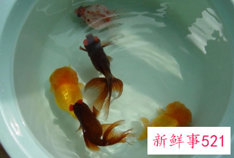 养鱼要用什么水才不会死