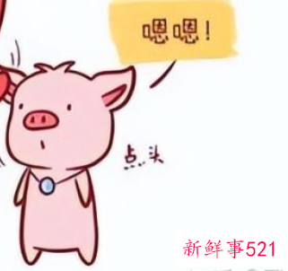 生肖猪的性格特点和脾气