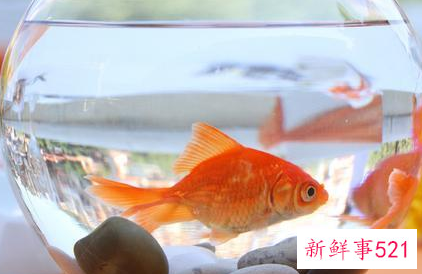 养鱼要用什么水才不会死