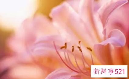 会因家人反对而放弃爱情的星座