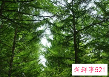 梦见松树林是什么意思