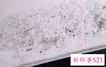 墙体发霉怎样彻底处理