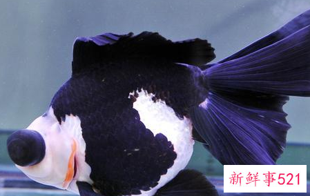 养鱼要用什么水才不会死