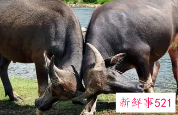 梦见水牛打架有什么征兆