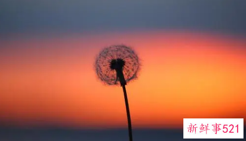 梦见大便有虫子