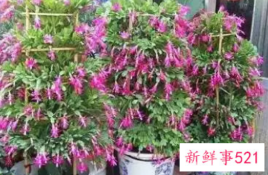 蟹爪兰风水摆放禁忌