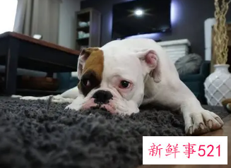 狗狗突然很蔫一直趴着不理人