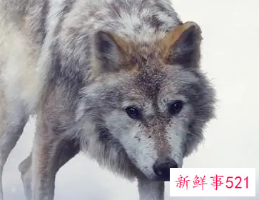 梦见我在躲狼我很害怕