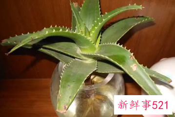 芦荟可以水养吗