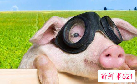 属猪人腊月出生命运如何