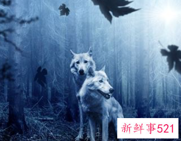 梦见我在躲狼我很害怕