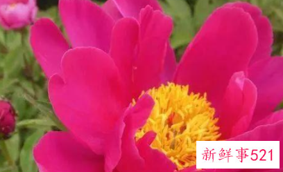 一辈子不缺男人的生肖女