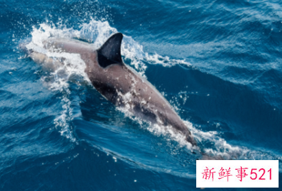 鲸鱼宝宝刚出生多大