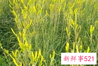 膳食纤维的蔬菜水果有哪些