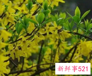 连翘的功效与作用的功能与主治