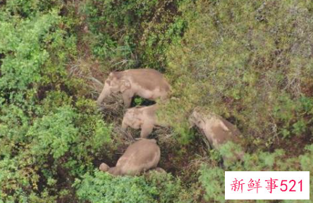 云南象群总体向西迁移