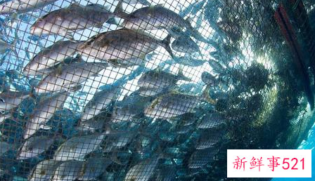 养鱼要用什么水才不会死