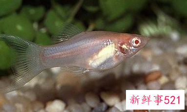 养鱼要用什么水才不会死