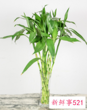 象征考试必过的花