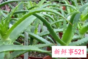 芦荟可以水养吗